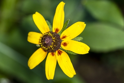Black Eyed Susan May 2026